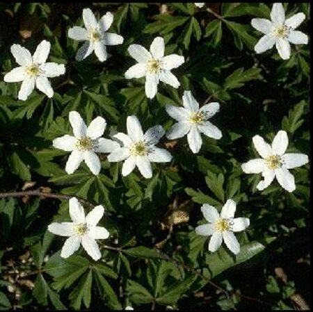 Anemone nemorosa P9 - afbeelding 4