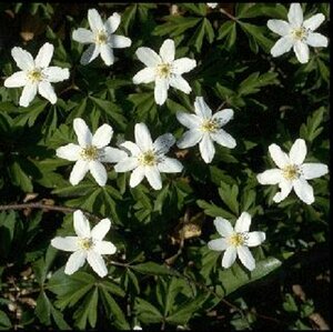Anemone nemorosa P9 - afbeelding 4