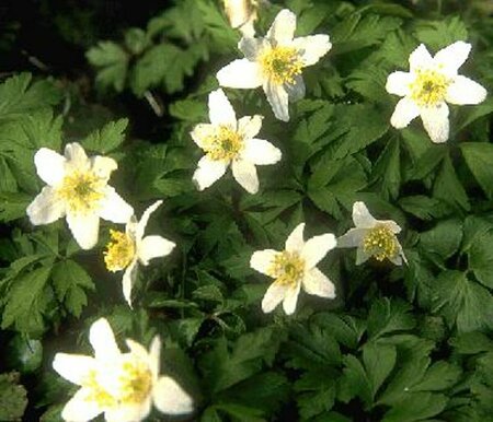 Anemone nemorosa P9 - afbeelding 5