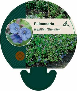 Pulmonaria angustifolia 'Blaues Meer' P9 - afbeelding 1
