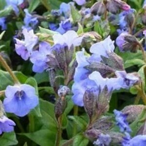 Pulmonaria angustifolia 'Blaues Meer' P9 - afbeelding 2