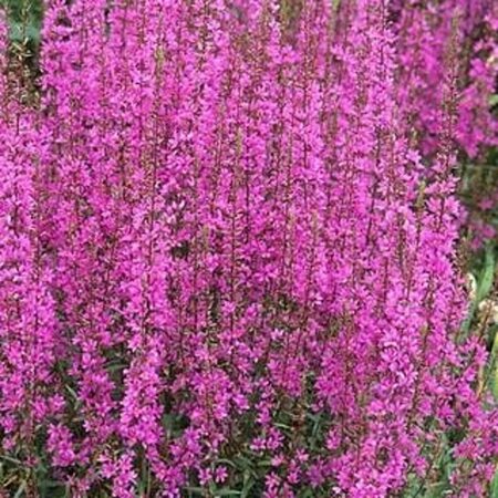 Lythrum virgatum 'Rose Queen' P9 - afbeelding 3