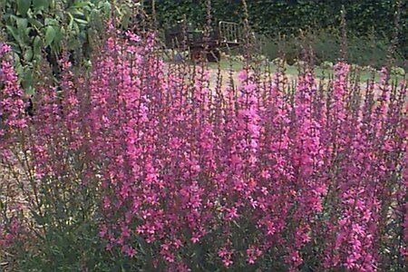 Lythrum virgatum 'Rose Queen' P9 - afbeelding 2