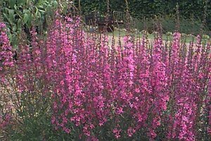 Lythrum virgatum 'Rose Queen' P9 - afbeelding 2