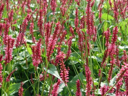 Persicaria amplexicaulis 'Speciosa' P9 - afbeelding 3