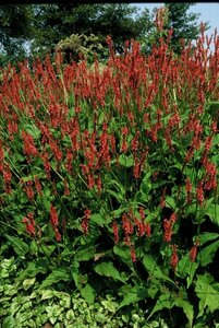 Persicaria amplexicaulis 'Speciosa' P9 - afbeelding 1