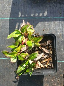 Persicaria affinis 'Kabouter' P9 - afbeelding 1