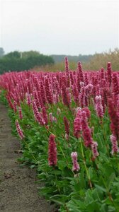 Persicaria affinis 'Kabouter' P9 - afbeelding 2