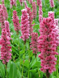 Persicaria affinis 'Kabouter' P9 - afbeelding 3