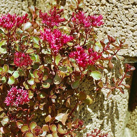 Sedum spurium 'Coccineum' P9 - afbeelding 2