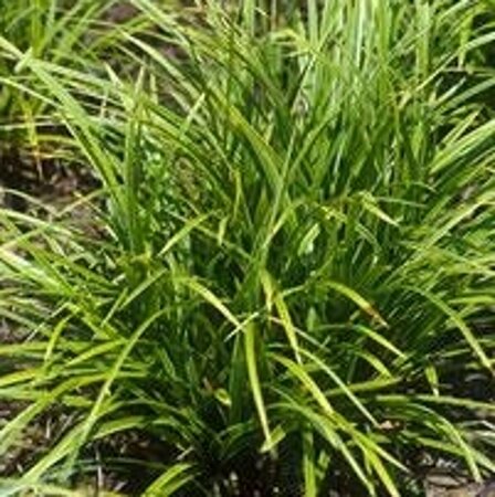 Carex morrowii P9 - afbeelding 3