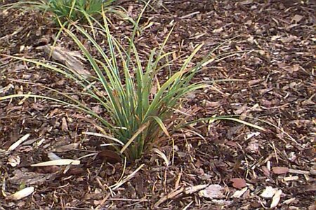 Carex morrowii P9 - afbeelding 1