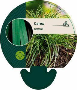 Carex morrowii P9 - afbeelding 2