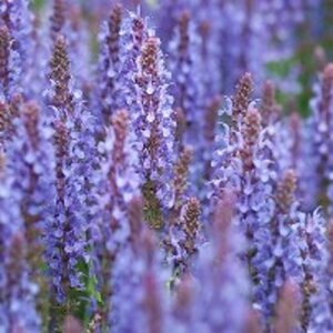 Salvia nemorosa 'Blauhügel' P9 - afbeelding 4