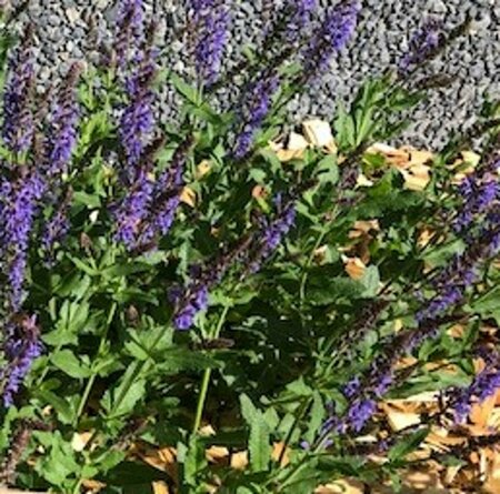 Salvia nemorosa 'Blauhügel' P9 - afbeelding 6