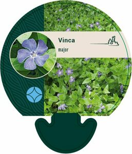 Vinca major P9 - afbeelding 11