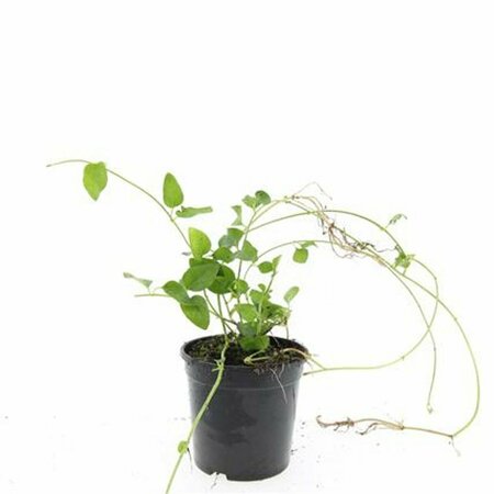 Vinca major P9 - afbeelding 4