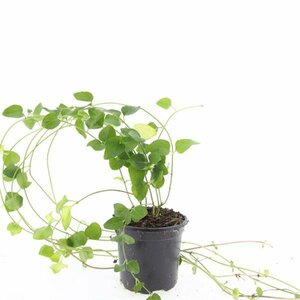 Vinca major P9 - afbeelding 3