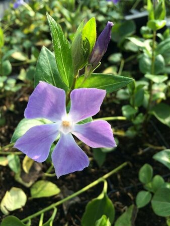 Vinca major P9 - afbeelding 10
