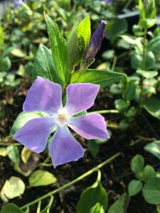 Vinca major P9 - afbeelding 10