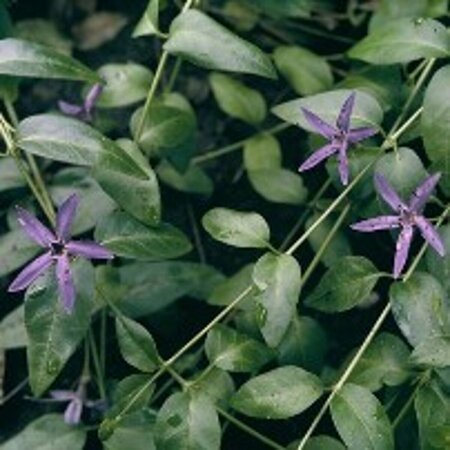 Vinca major P9 - afbeelding 6