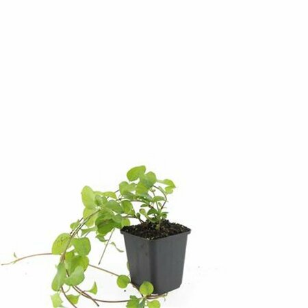 Vinca major P9 - afbeelding 17