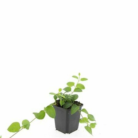 Vinca major P9 - afbeelding 16