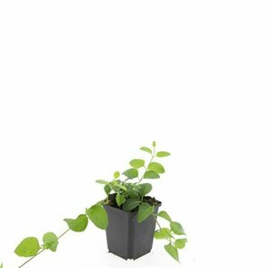 Vinca major P9 - afbeelding 16