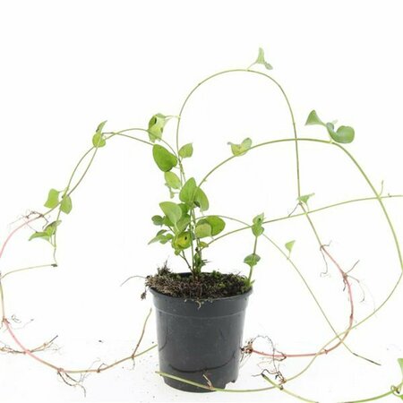 Vinca major P9 - afbeelding 2