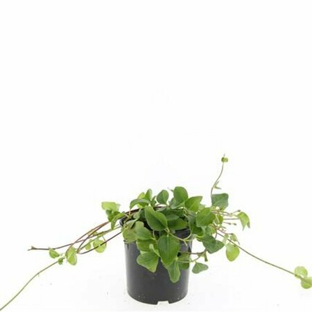 Vinca major P9 - afbeelding 18