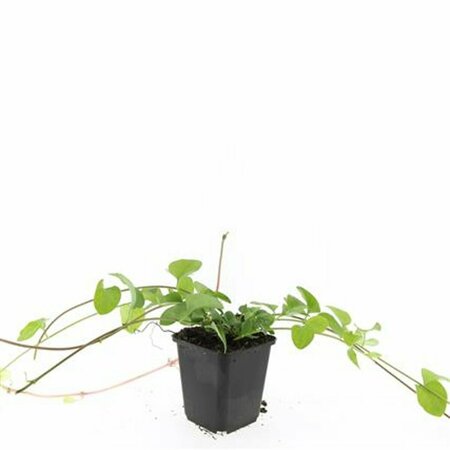 Vinca major P9 - afbeelding 15