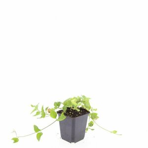 Vinca major P9 - afbeelding 7