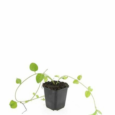 Vinca major P9 - afbeelding 14