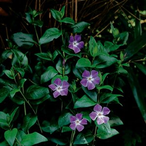 Vinca major P9 - afbeelding 5