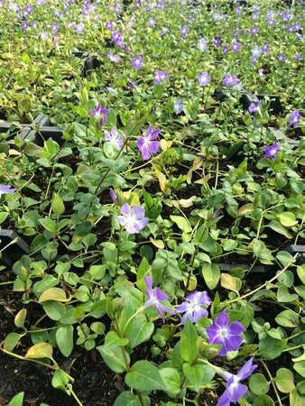 Vinca major P9 - afbeelding 9