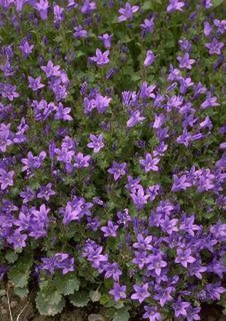 Campanula portenschlagiana P9 - afbeelding 2