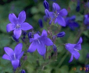 Campanula portenschlagiana P9 - afbeelding 3