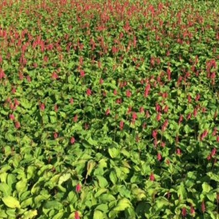 Persicaria amplexicaulis 'Lisan' P9 - afbeelding 2