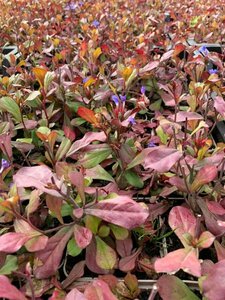 Ceratostigma plumbaginoides P9 - afbeelding 1