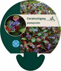 Ceratostigma plumbaginoides P9 - afbeelding 6