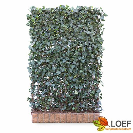 Hedera helix 'Woerner' Haagelement 120x200 - afbeelding 2