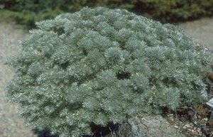 Artemisia schmidtiana 'Nana' P9 - afbeelding 1