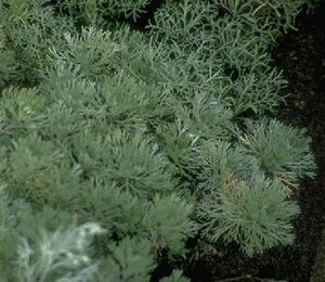 Artemisia schmidtiana 'Nana' P9 - afbeelding 2