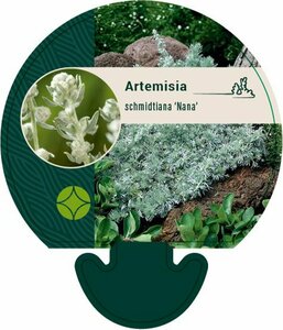 Artemisia schmidtiana 'Nana' P9 - afbeelding 3