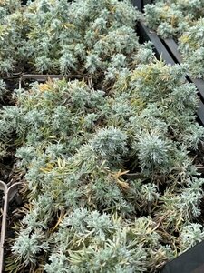Artemisia schmidtiana 'Nana' P9 - afbeelding 5