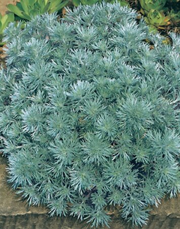 Artemisia schmidtiana 'Nana' P9 - afbeelding 4