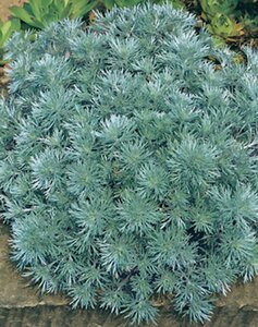 Artemisia schmidtiana 'Nana' P9 - afbeelding 4