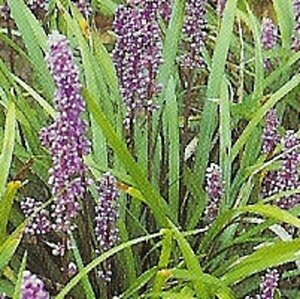 Liriope muscari 'Ingwersen' P9 - afbeelding 5