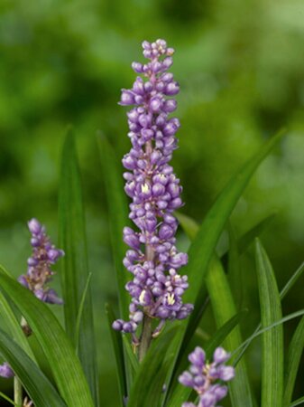 Liriope muscari 'Ingwersen' P9 - afbeelding 6