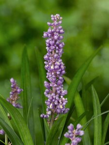 Liriope muscari 'Ingwersen' P9 - afbeelding 6